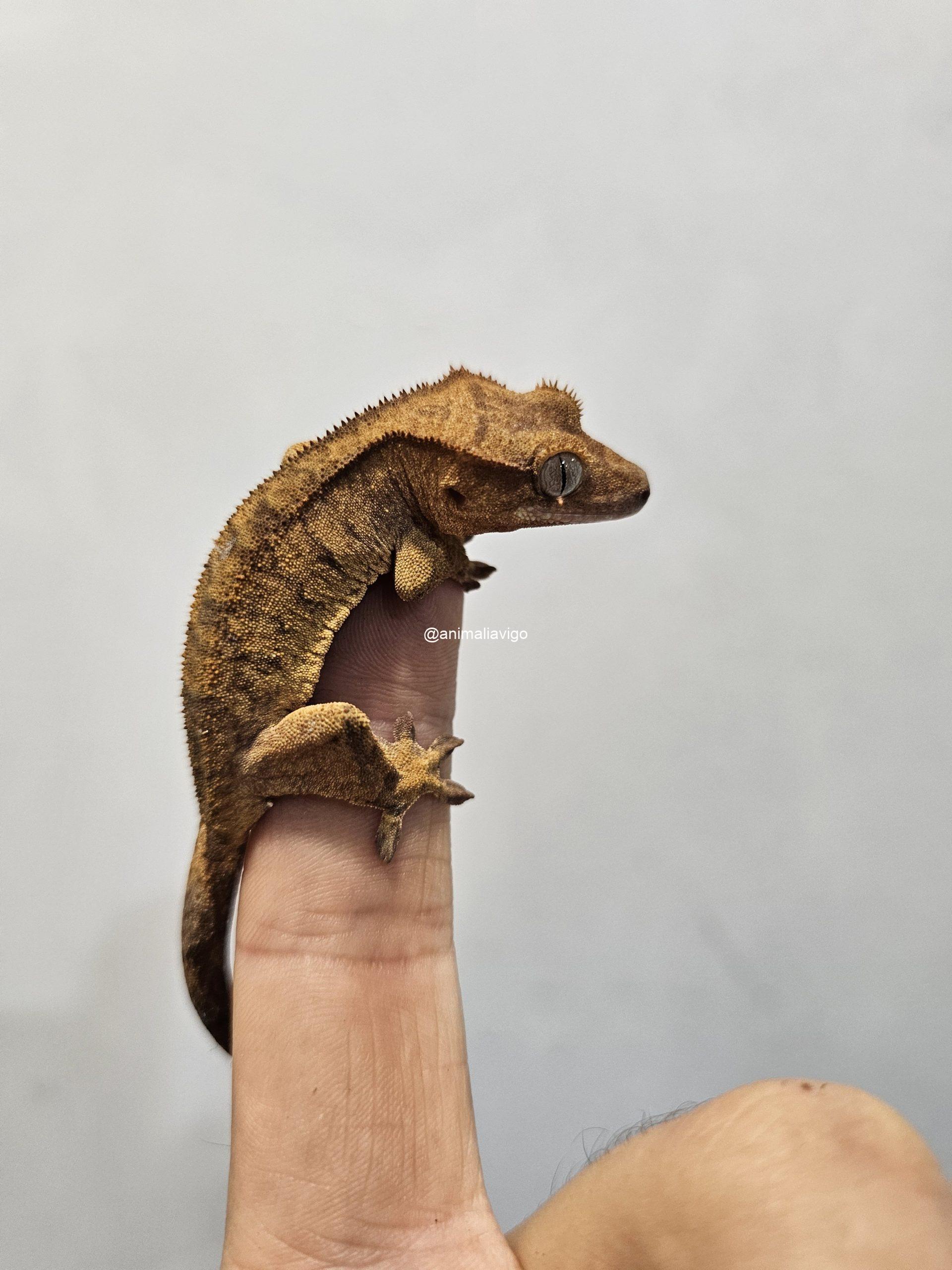 GECKO CILIATUS SURTIDO JUNIOR - Imagen 2