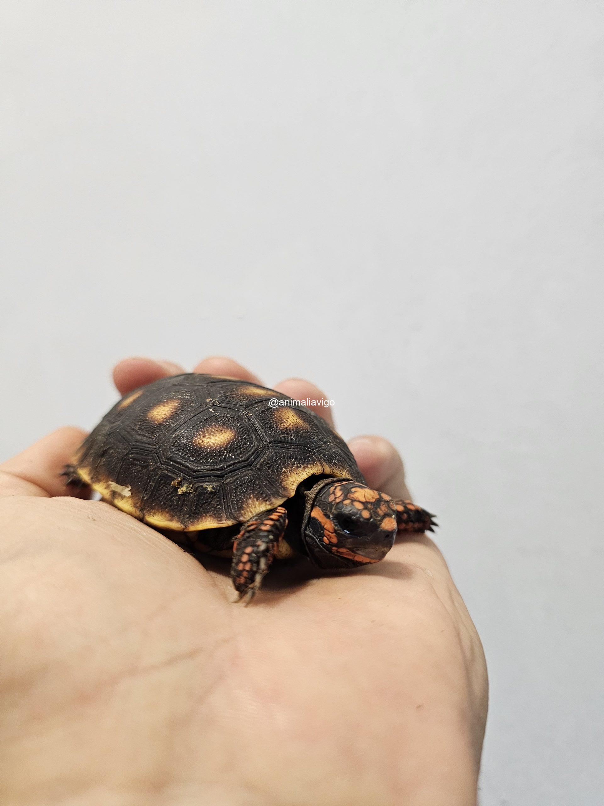 TORTUGAS CARBONARIA DE 6 A 8 CM - Imagen 3