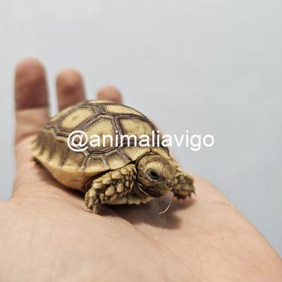 TORTUGA SULCATA 4 A 6 CM