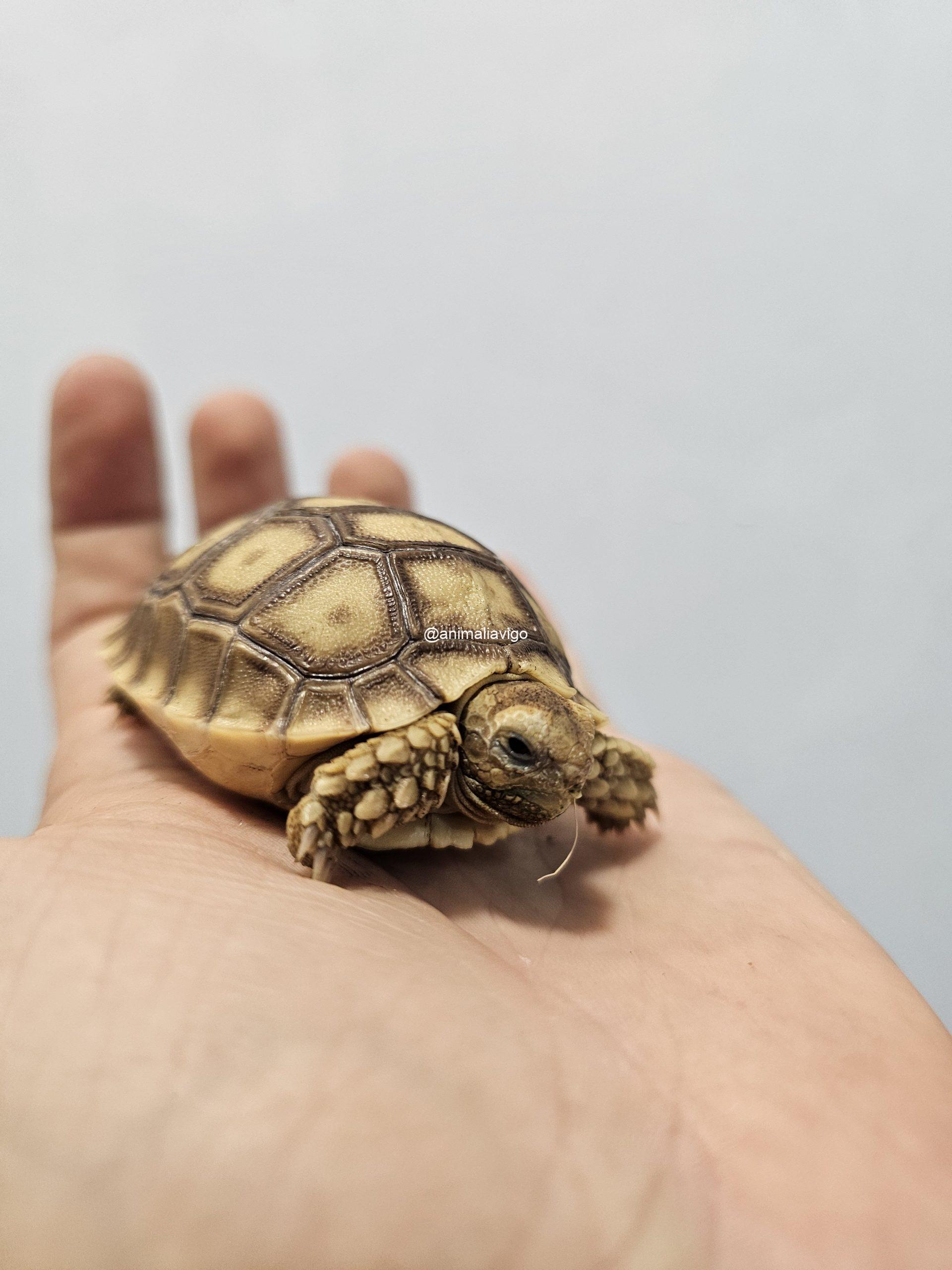 TORTUGA SULCATA 4 A 6 CM