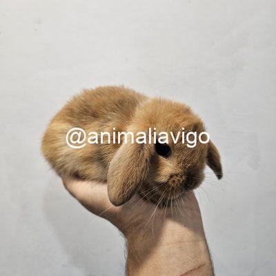 CONEJO BELIER LOP PEQUEÑO