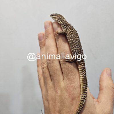 VARANO ACANTHURUS BABY