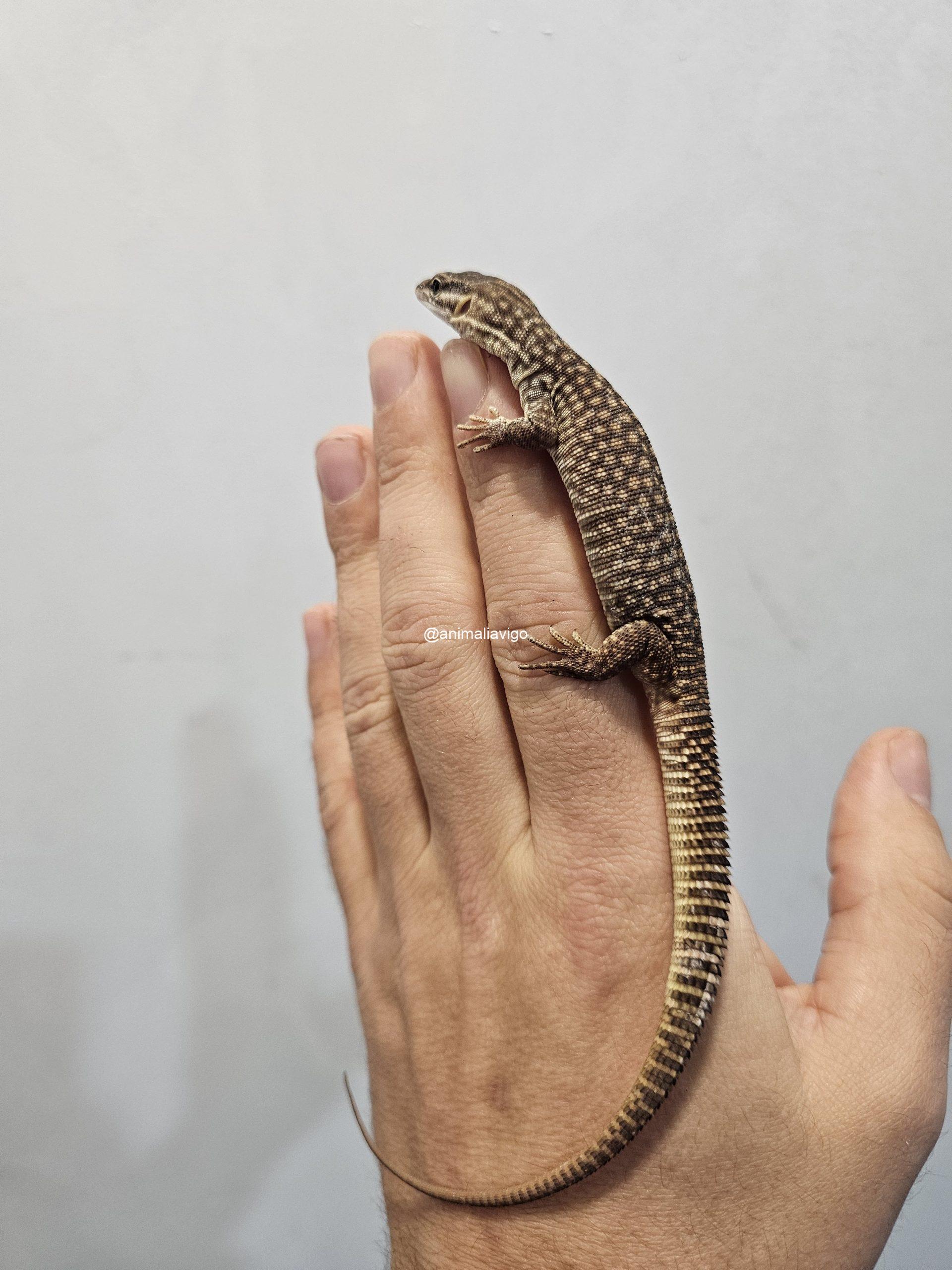 VARANO ACANTHURUS BABY