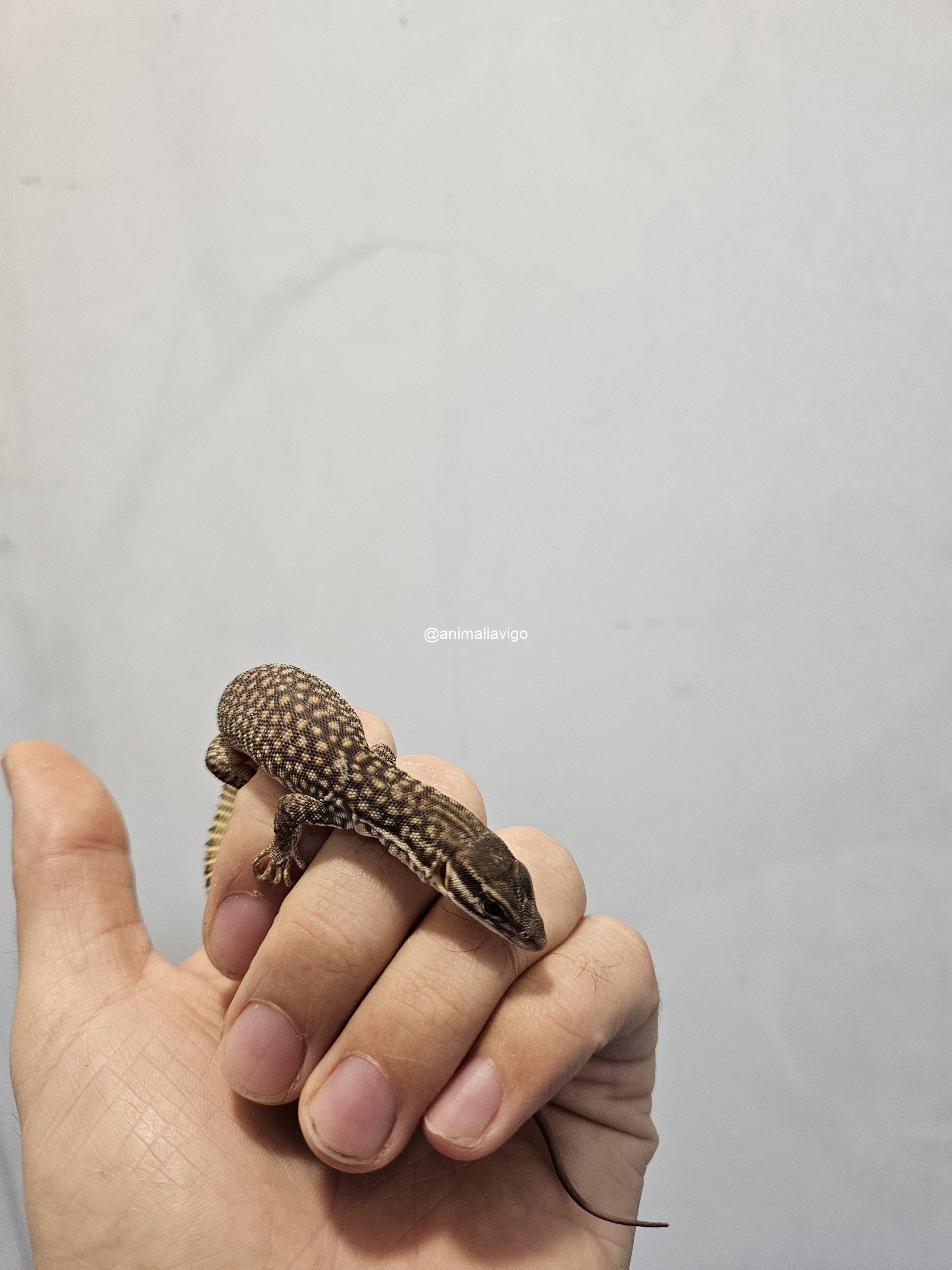 VARANO ACANTHURUS BABY - Imagen 3