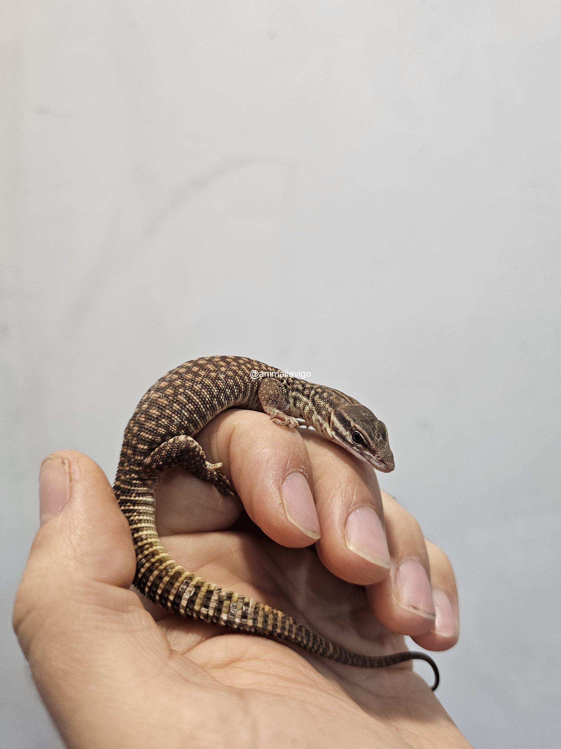 VARANO ACANTHURUS BABY - Imagen 2