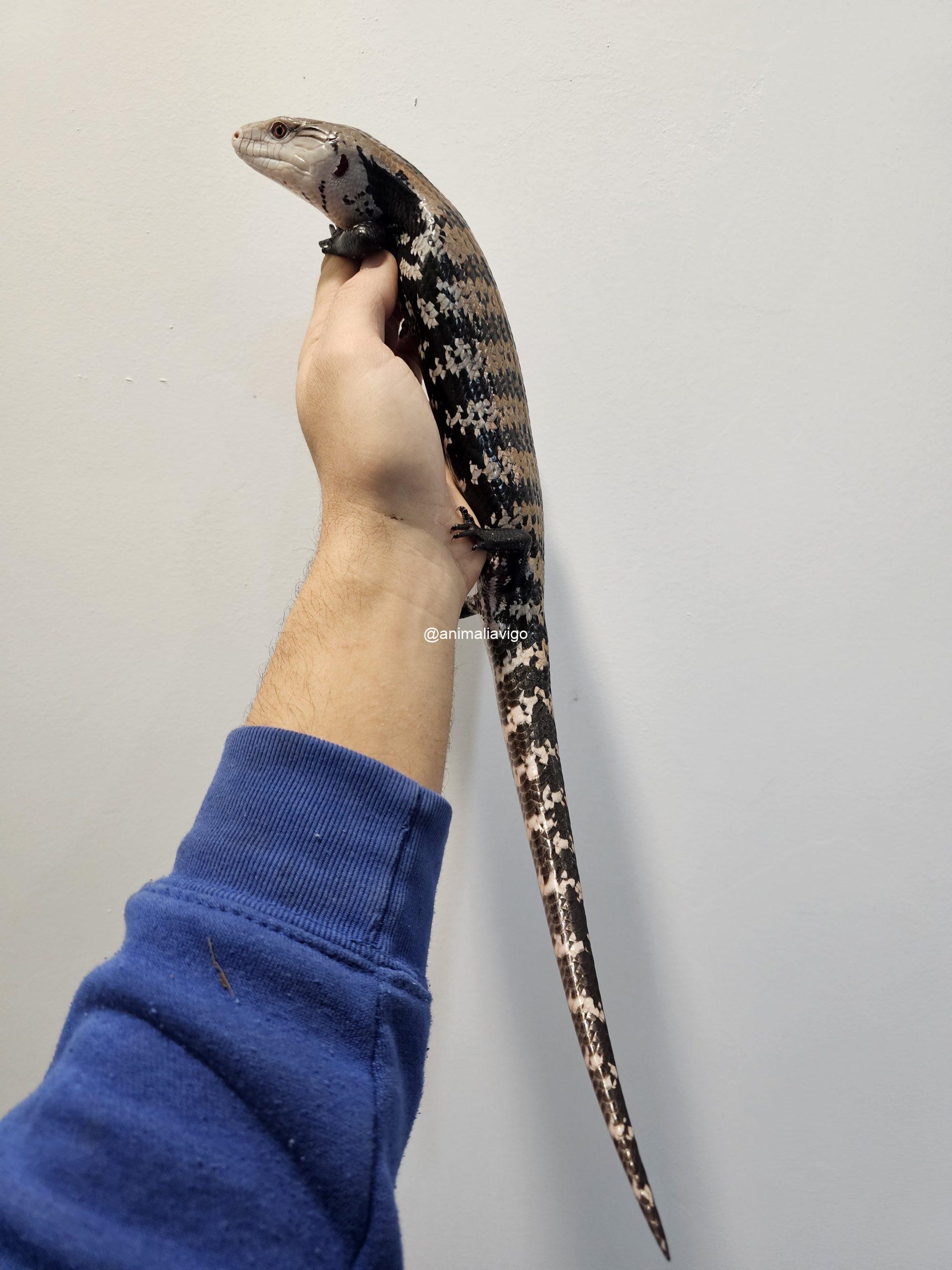 TILIQUA GIGAS ADULTA SIN SEXAR - Imagen 2