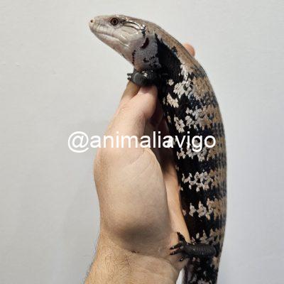 TILIQUA GIGAS ADULTA SIN SEXAR