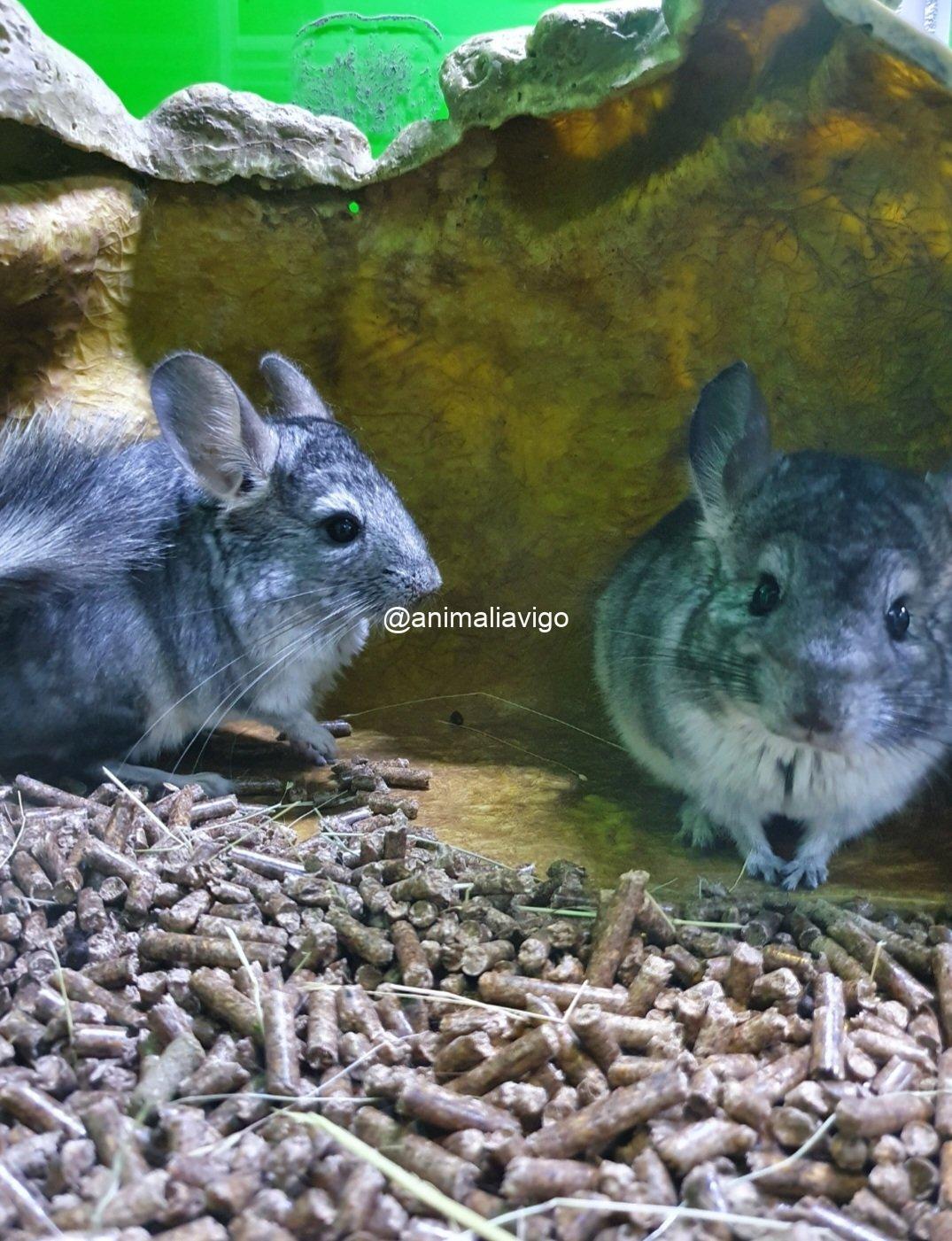 CHINCHILLA GRIS - Imagen 2