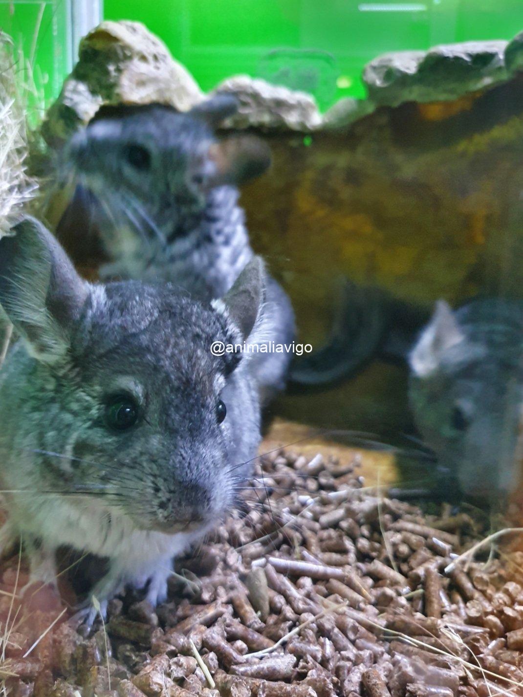 CHINCHILLA GRIS - Imagen 4