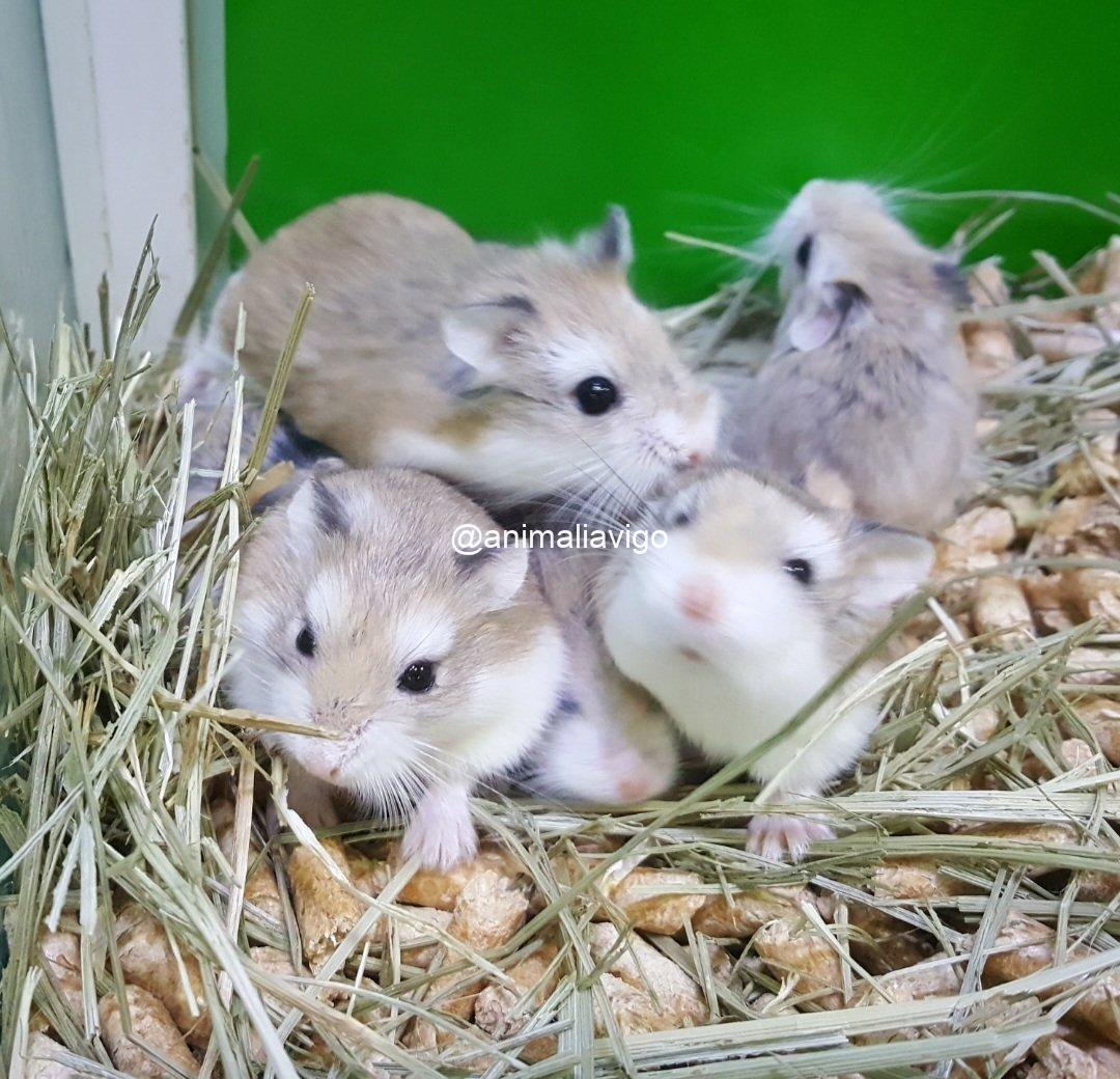 HAMSTER RUSO SURTIDO - Imagen 2