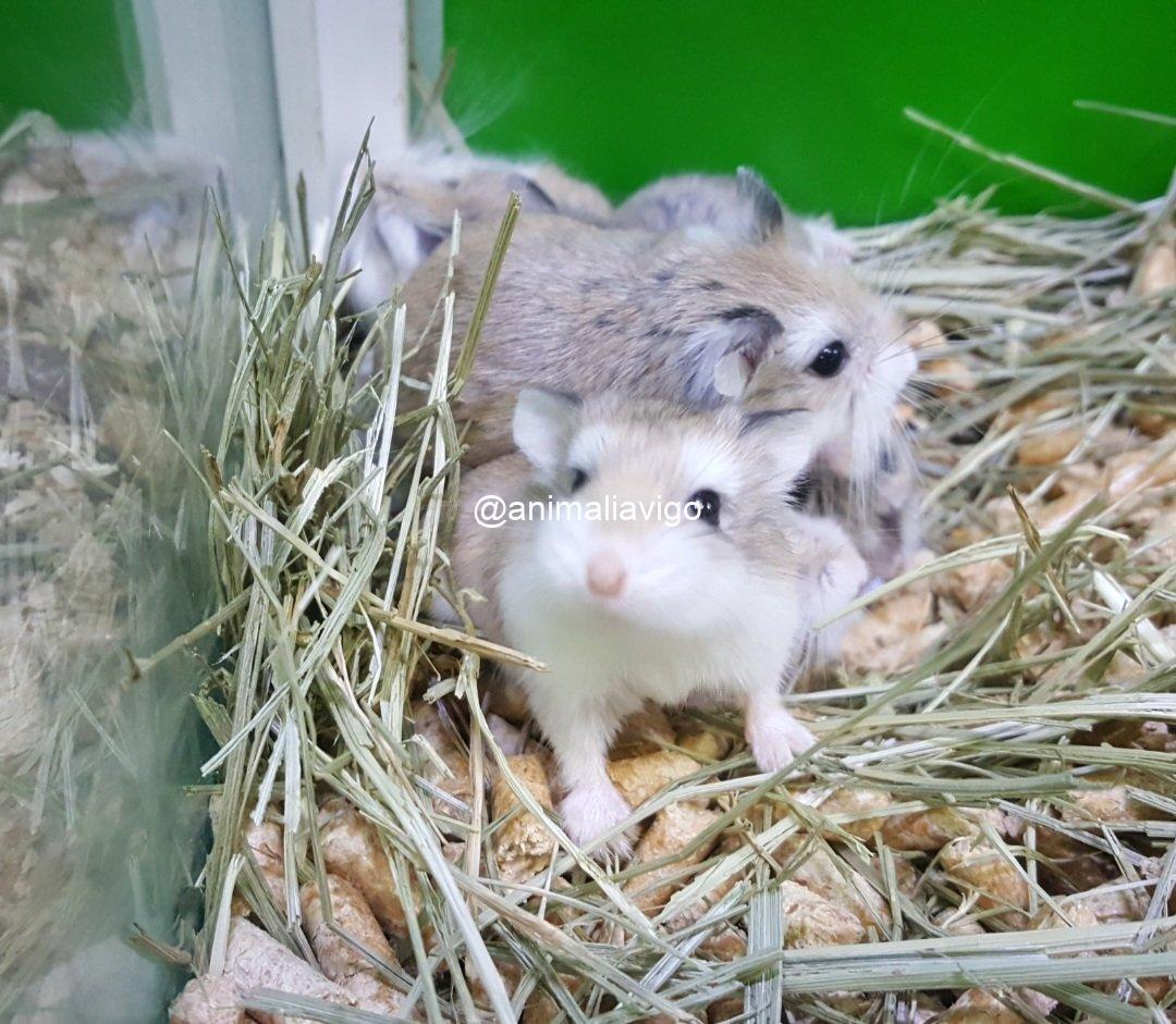 HAMSTER RUSO SURTIDO - Imagen 5