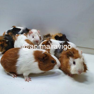 COBAYA PELO LISO MACHO