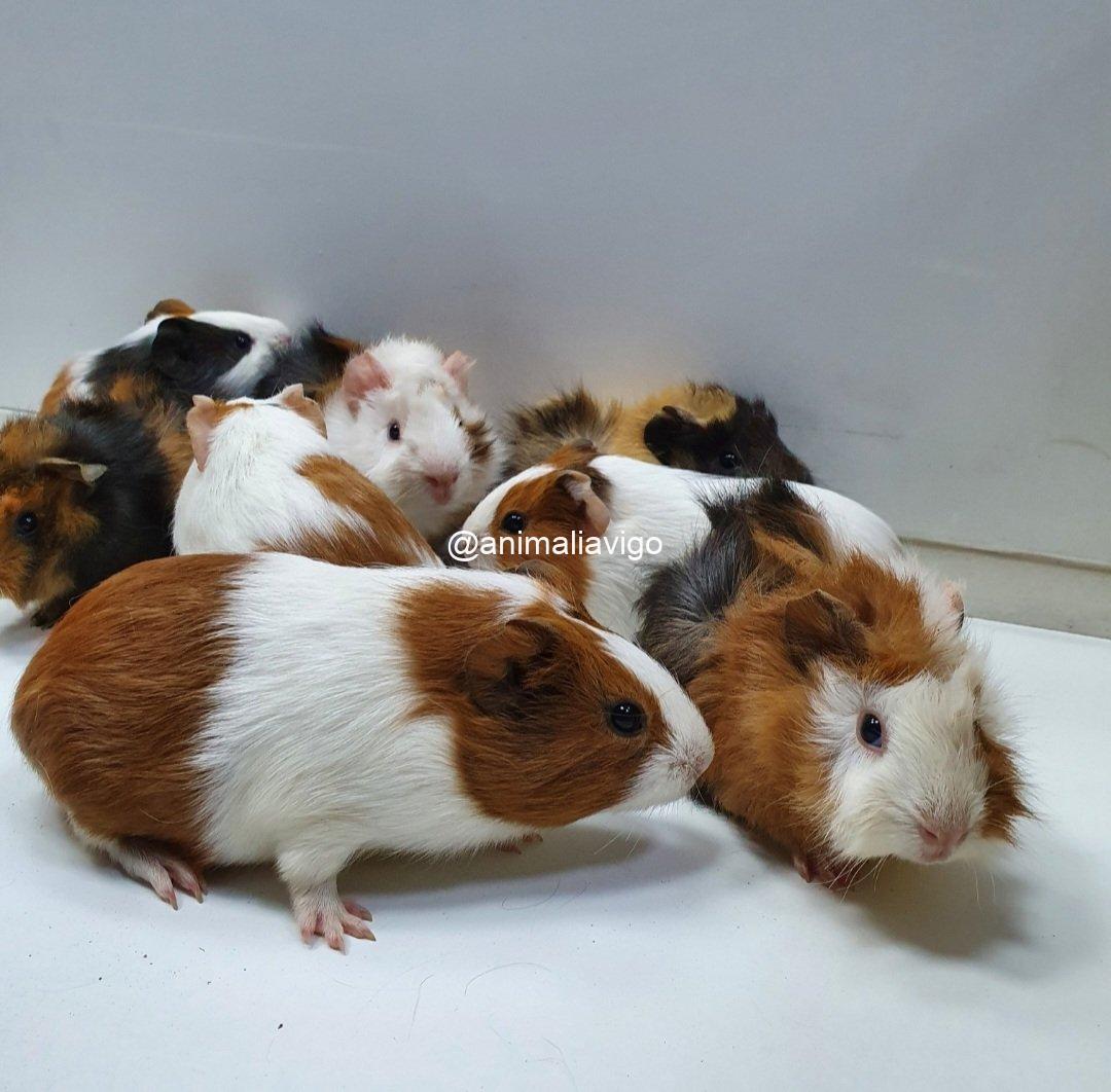 COBAYA PELO LISO HEMBRA - Imagen 2