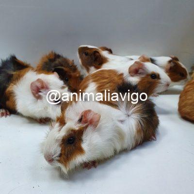 COBAYA PELO RIZO MACHO