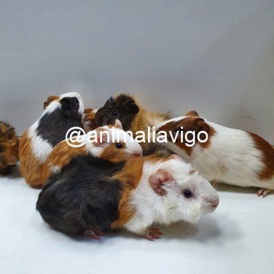 COBAYA PELO RIZO HEMBRA
