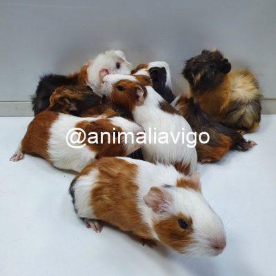 COBAYA PELO LISO HEMBRA