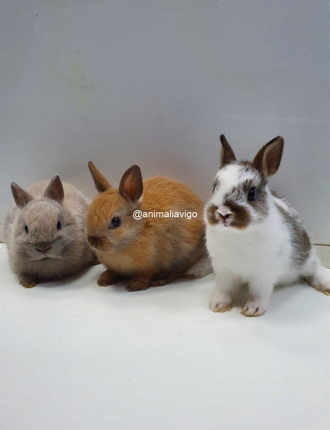 CONEJO ENANO HOLANDES MEDIANO - Imagen 5