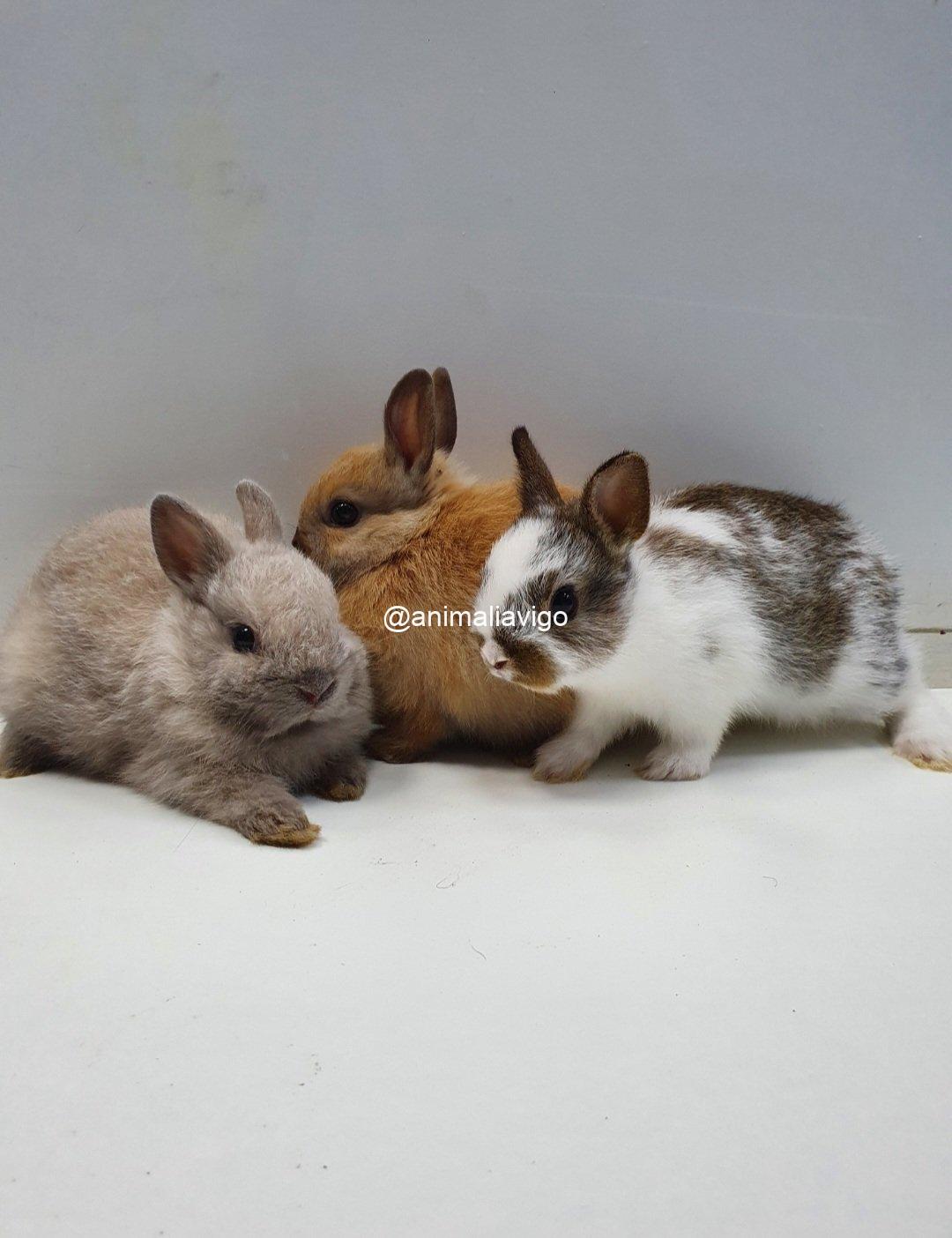 CONEJO ENANO HOLANDES MEDIANO - Imagen 3