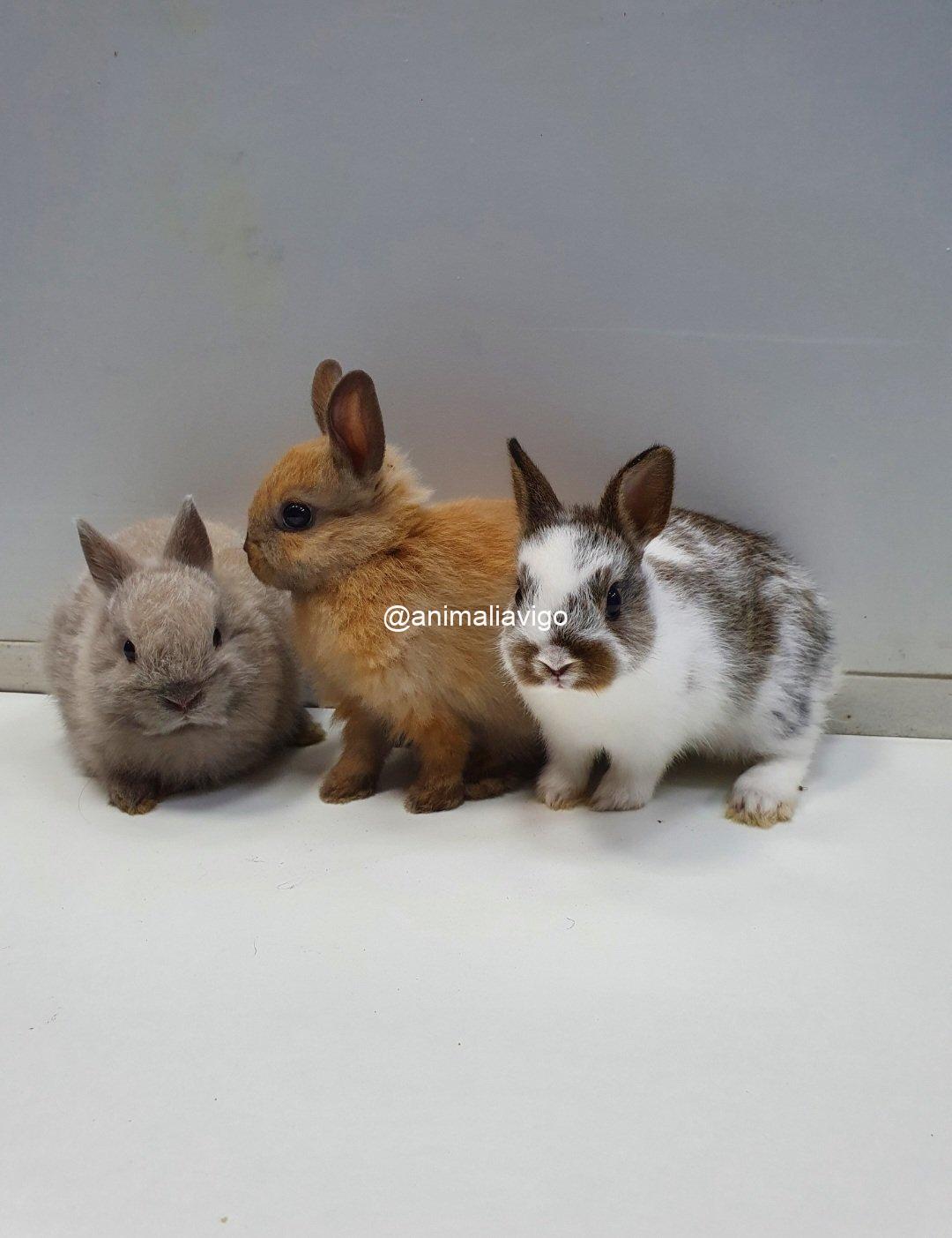 CONEJO ENANO HOLANDES MEDIANO