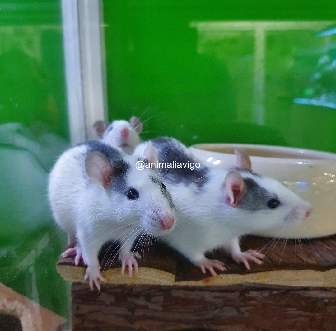 RATA DOMESTICA - Imagen 3