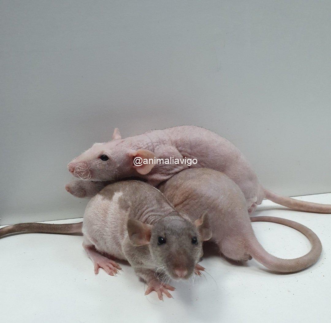 RATA DOMESTICA CALVA - Imagen 2