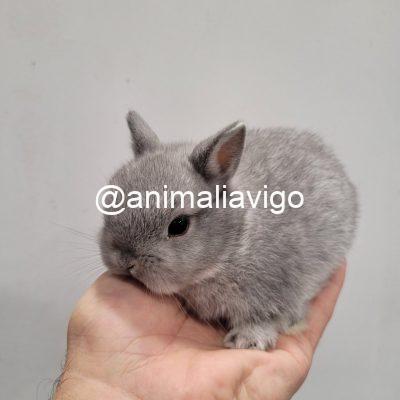 CONEJO ENANO HOLANDES PEQUEÑO
