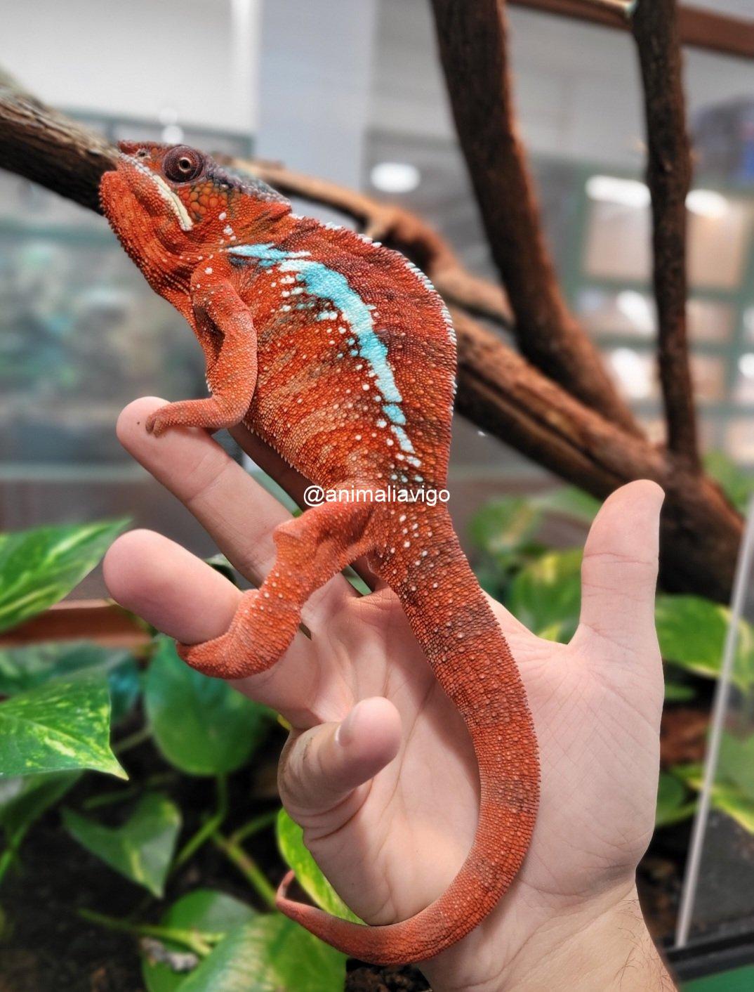 CAMALEON PANTERA ROJO PAREJA - Imagen 3