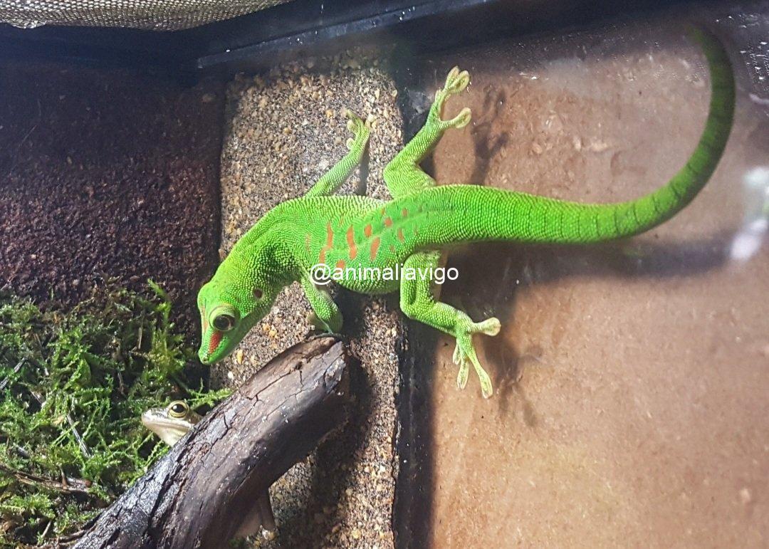 PHELSUMA MADAGASCARIENSIS PAREJA ADULTA - Imagen 2
