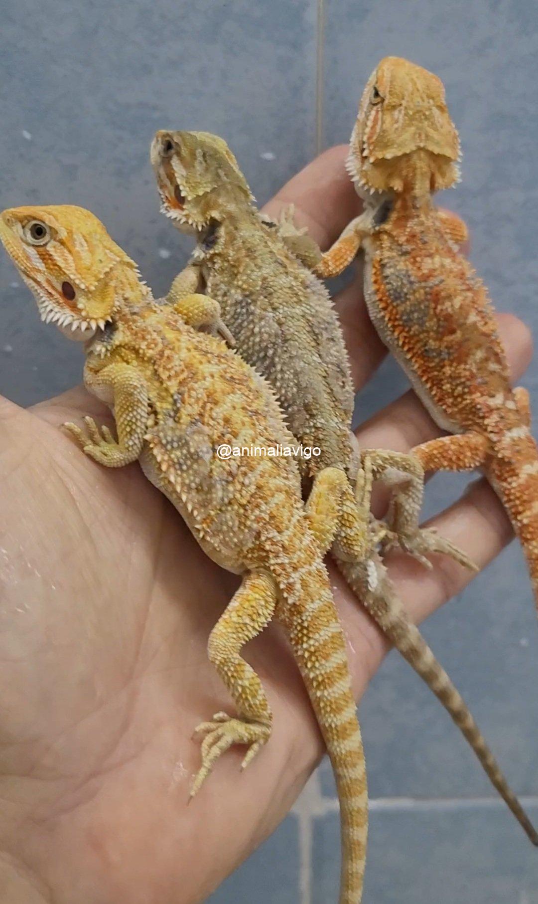 POGONA SURTIDA JUNIOR - Imagen 2
