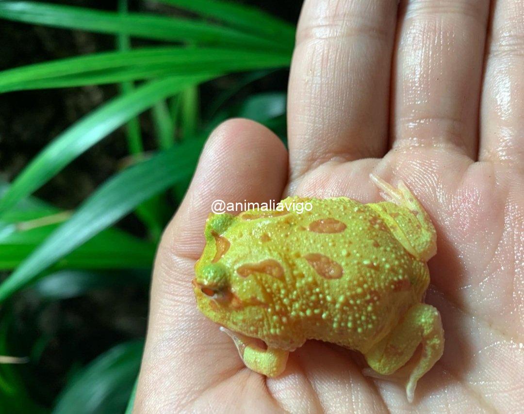 RANA PACMAN SURTIDA JUNIOR - Imagen 3