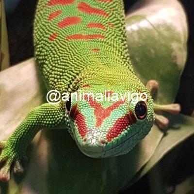 PHELSUMA MADAGASCARIENSIS PAREJA ADULTA
