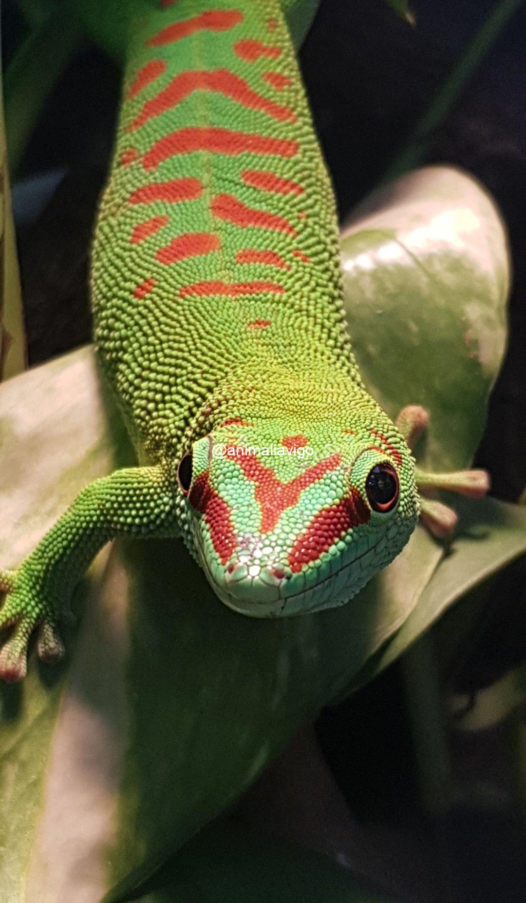 PHELSUMA MADAGASCARIENSIS PAREJA ADULTA