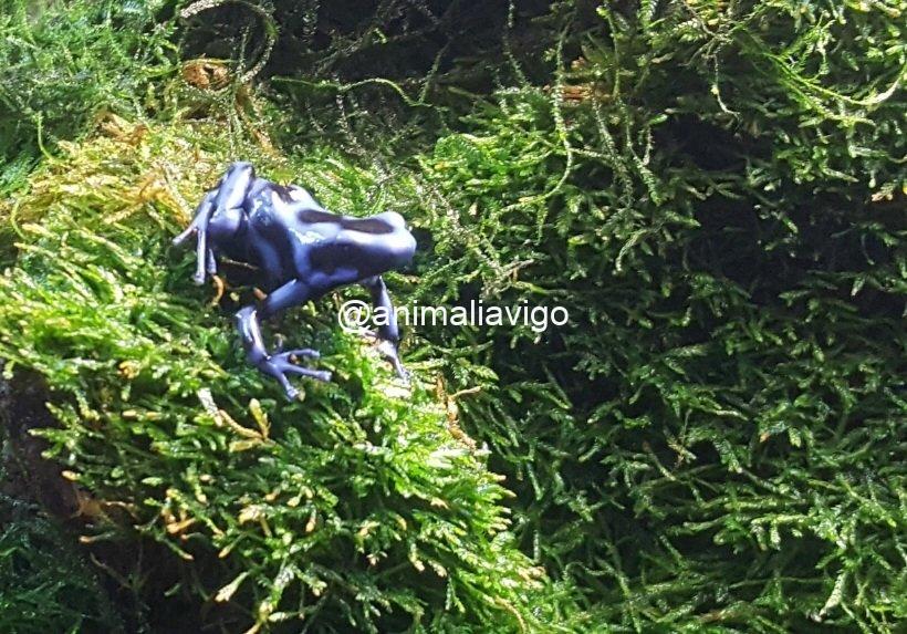 RANA DENDROBATE AURATUS AZUL