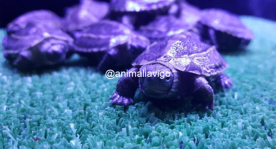 TORTUGA DE AGUA SURTIDA BABY - Imagen 5
