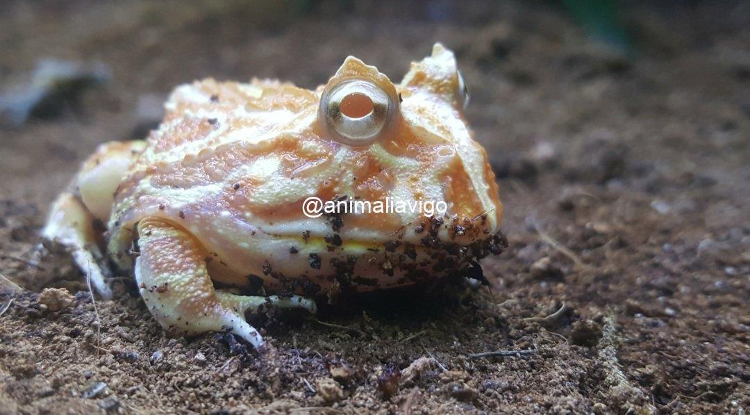 RANA PACMAN SURTIDA JUNIOR - Imagen 4