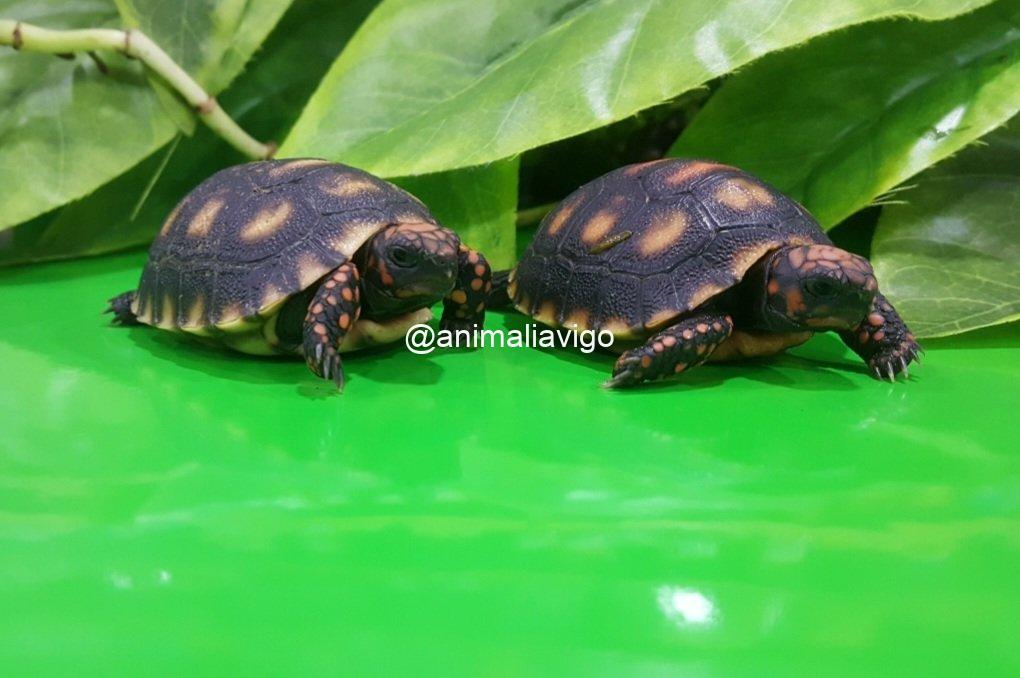 TORTUGAS CARBONARIA DE 6 A 8 CM - Imagen 2