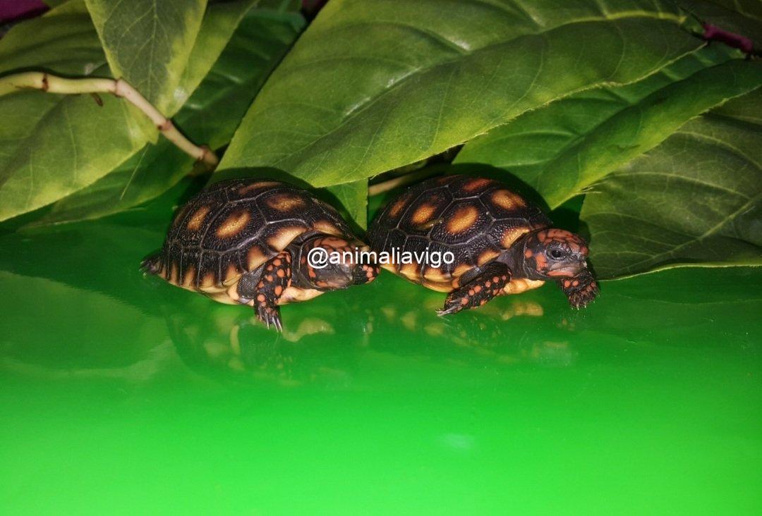 TORTUGAS CARBONARIA DE 6 A 8 CM - Imagen 4