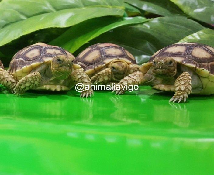 TORTUGA SULCATA 4 A 6 CM - Imagen 2