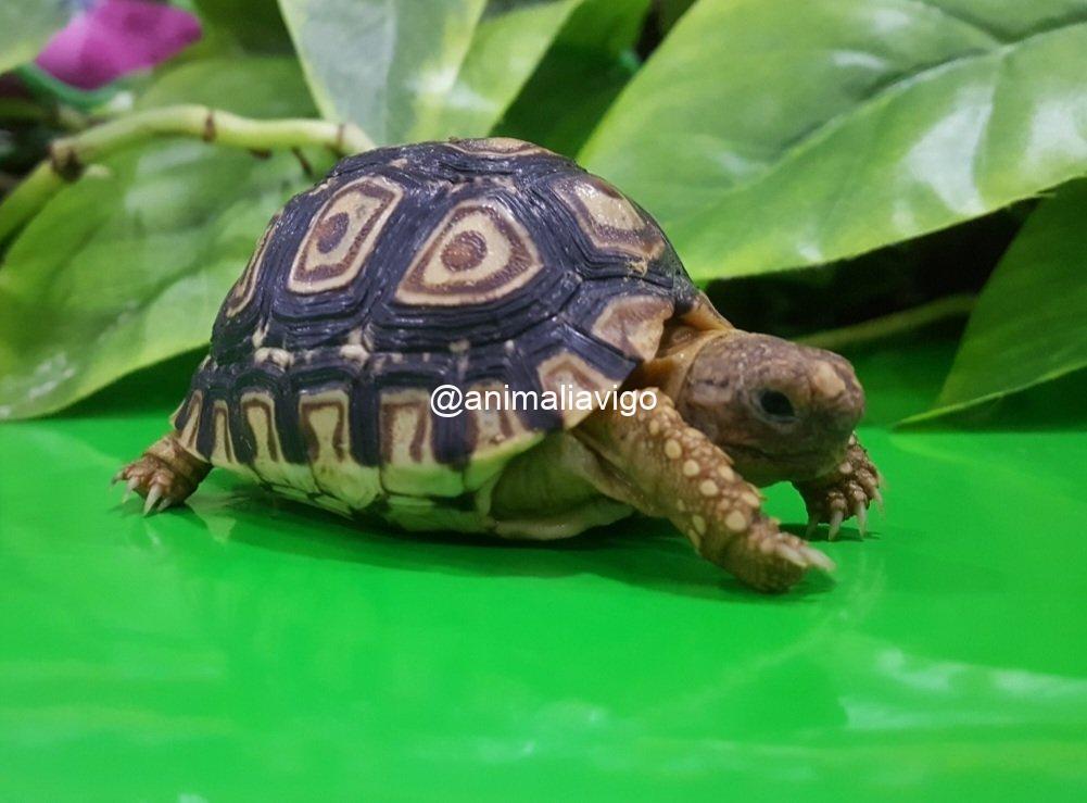 TORTUGA PARDALIS DE 12 A 14 CM - Imagen 2