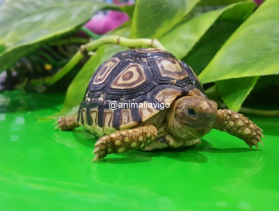 TORTUGA PARDALIS DE 12 A 14 CM - Imagen 3
