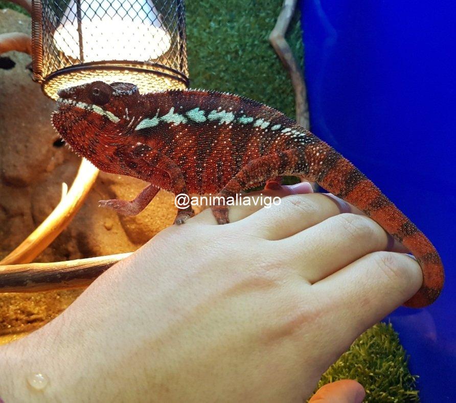 CAMALEON PANTERA ROJO MACHO - Imagen 6