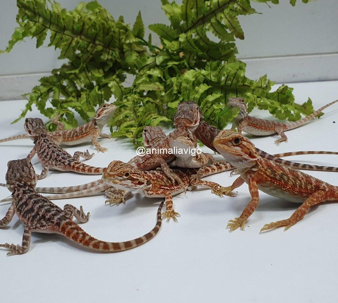 POGONA SURTIDA JUNIOR - Imagen 3