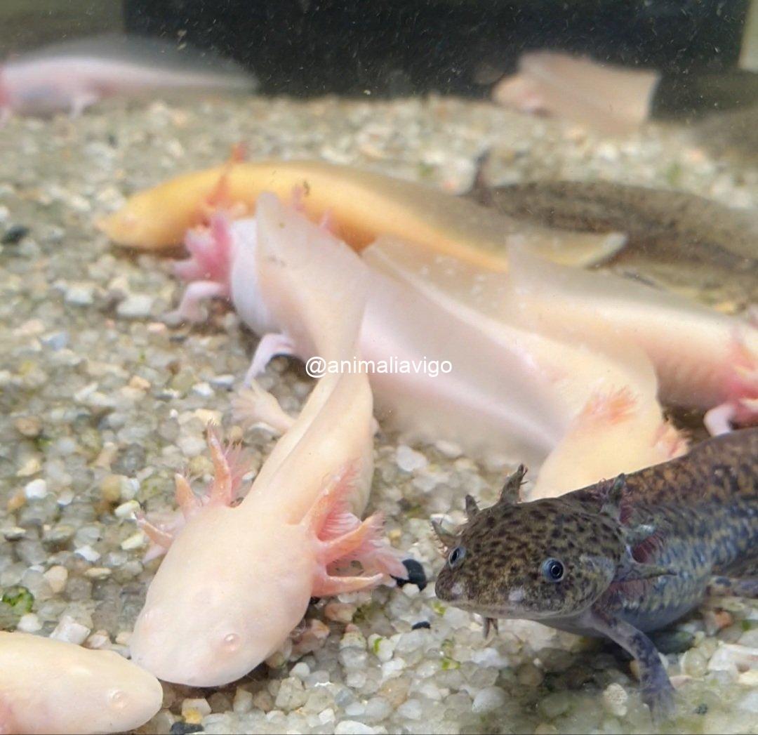 AJOLOTE SURTIDO BABY - Imagen 3