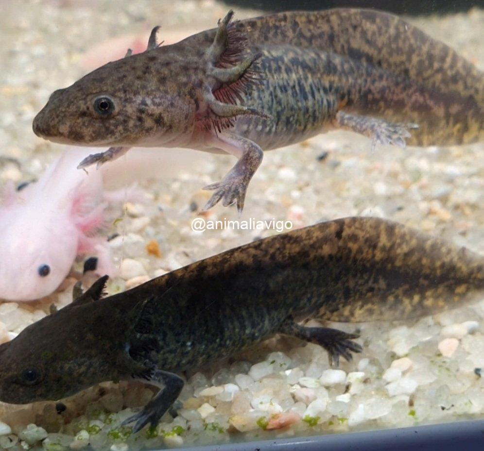 AJOLOTE CLASICO BABY - Imagen 2