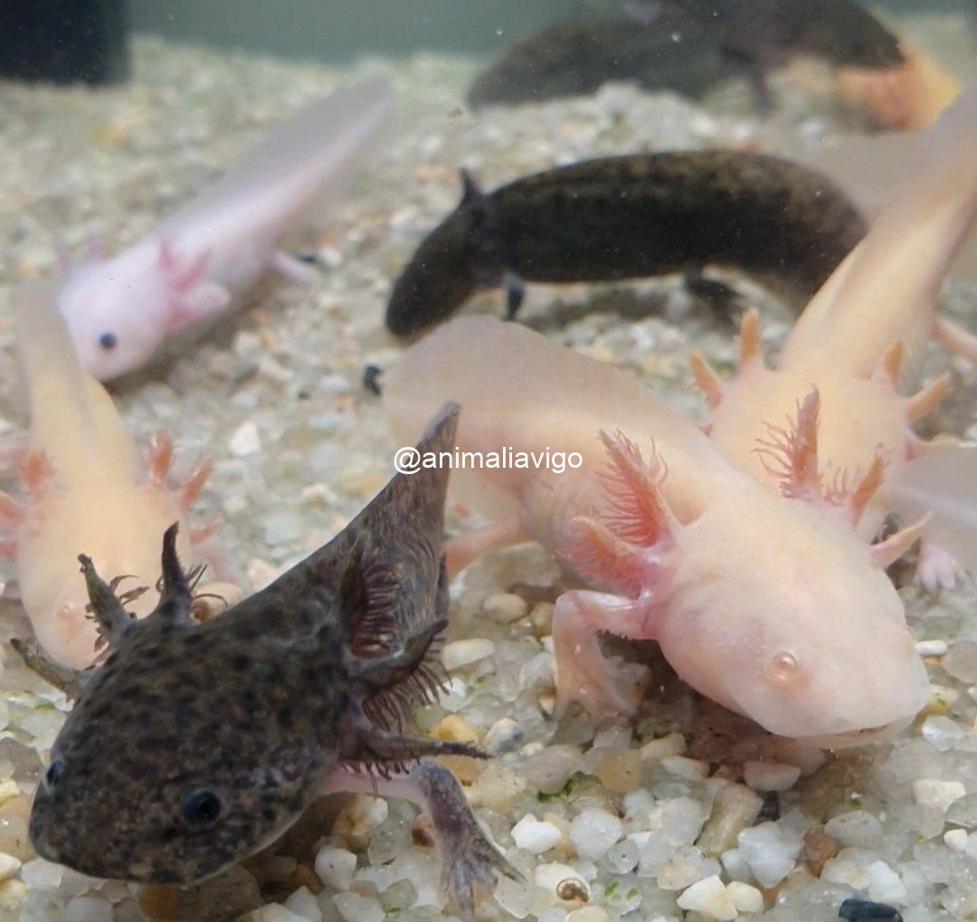 AJOLOTE SURTIDO BABY - Imagen 4