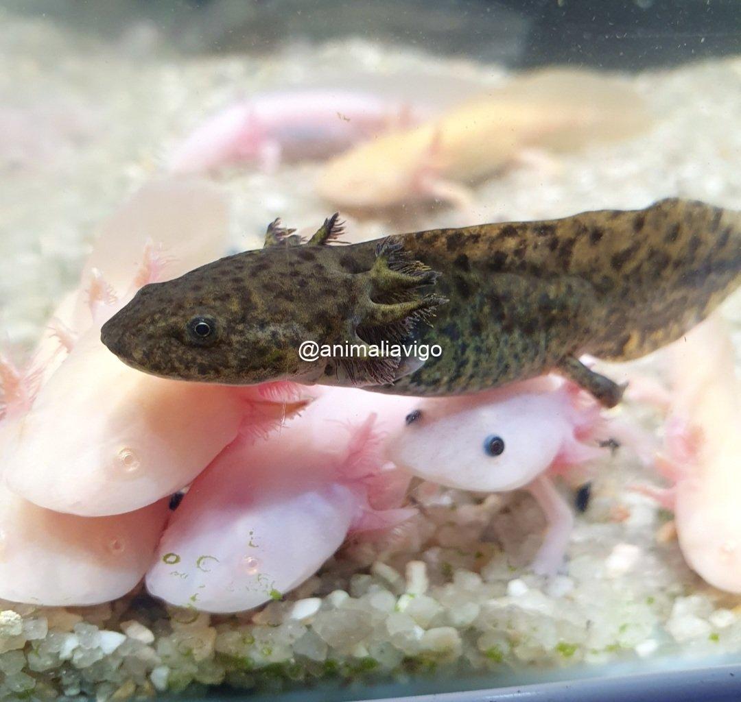 AJOLOTE SURTIDO BABY - Imagen 5