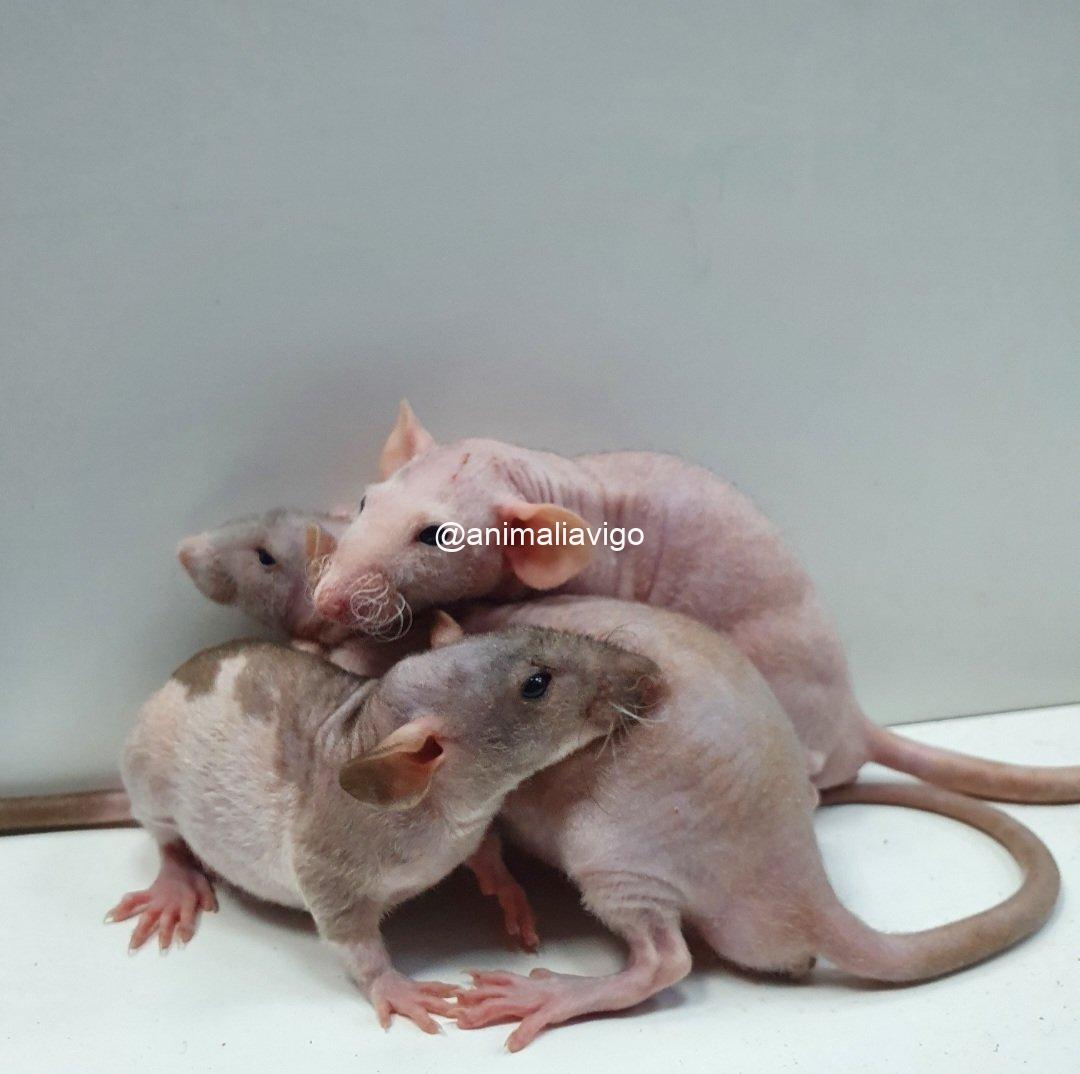 RATA DOMESTICA CALVA - Imagen 4