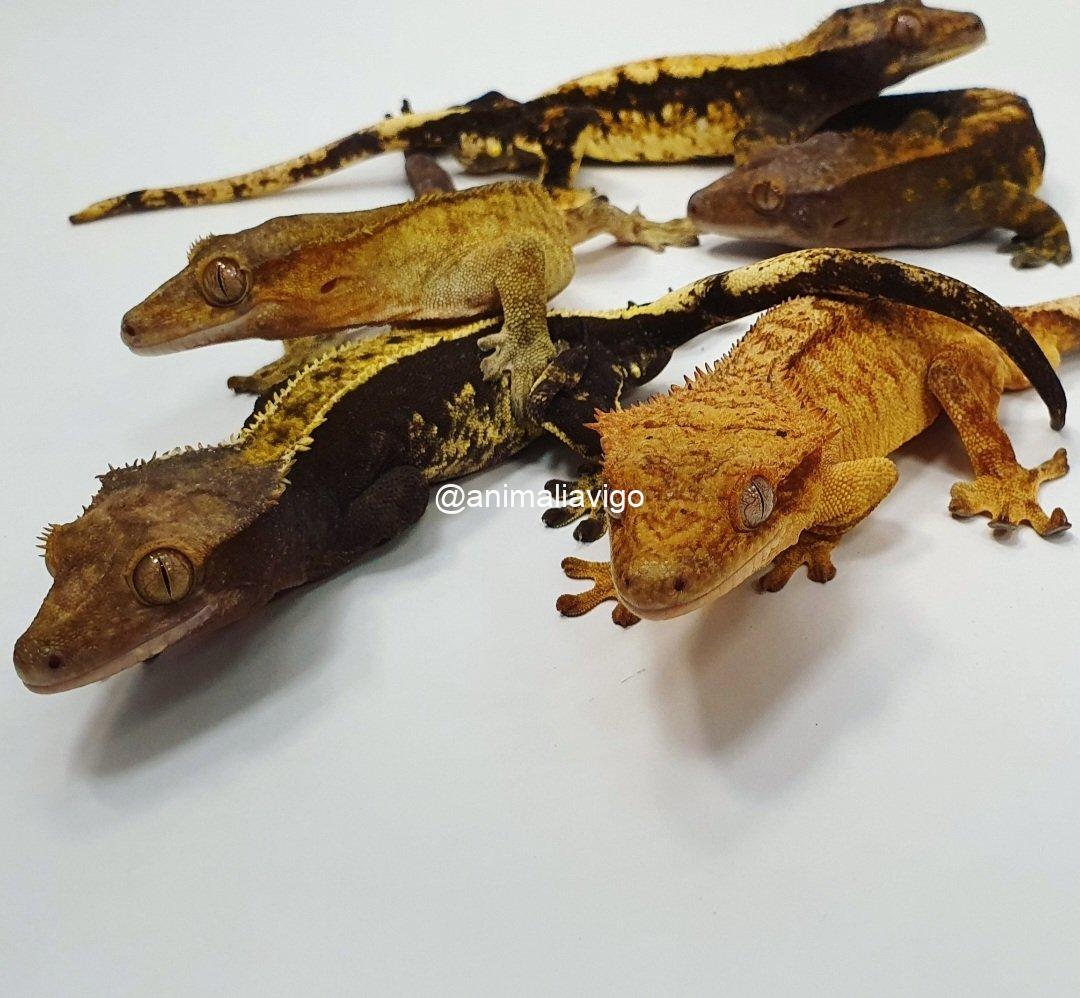 GECKO CILIATUS SURTIDO BABY - Imagen 5