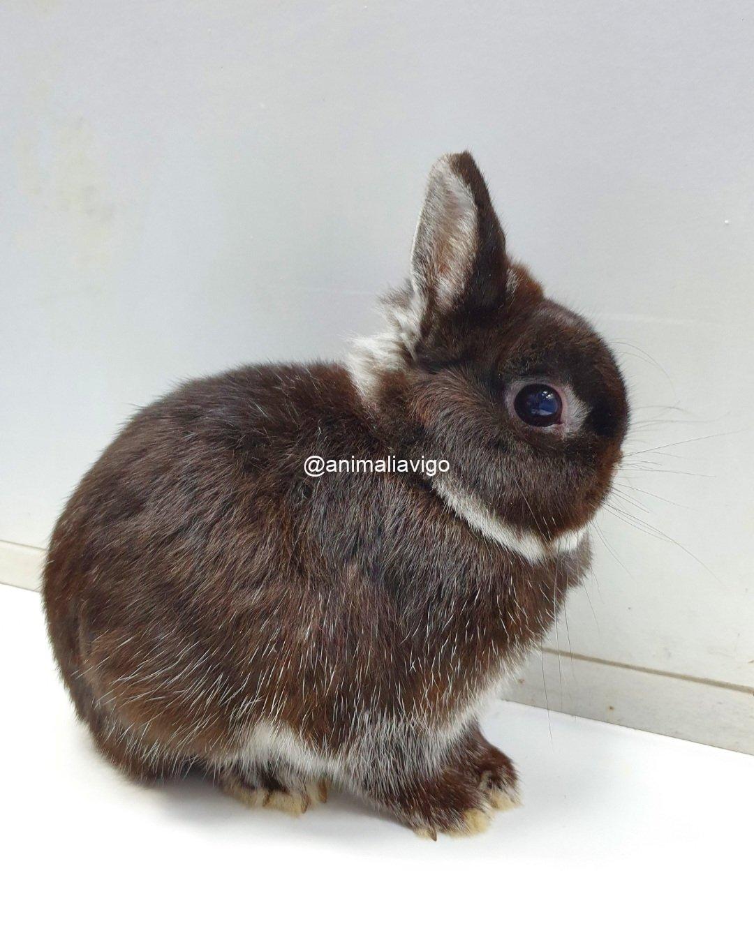 CONEJO ENANO HOLANDES MEDIANO - Imagen 4