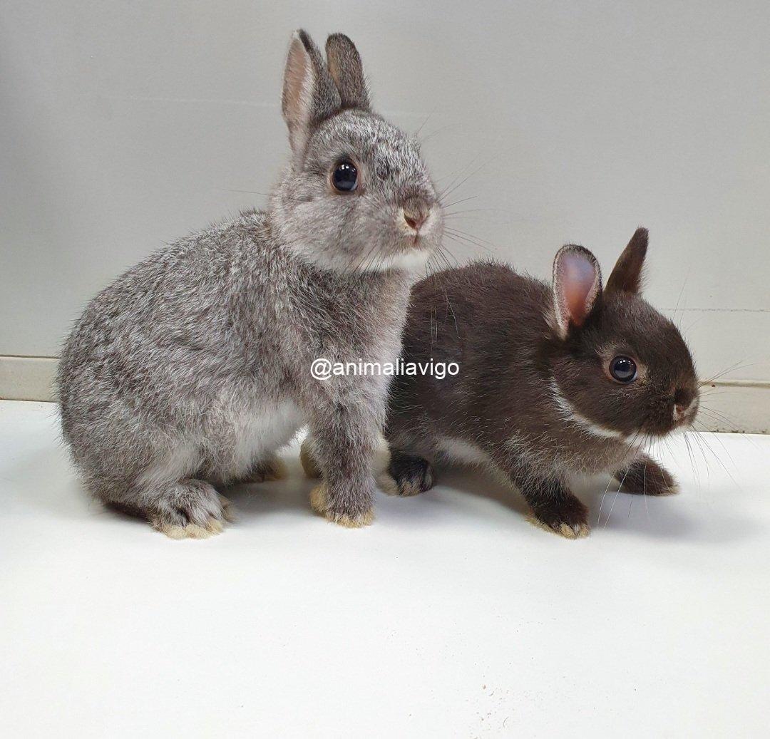 CONEJO ENANO HOLANDES MEDIANO - Imagen 2